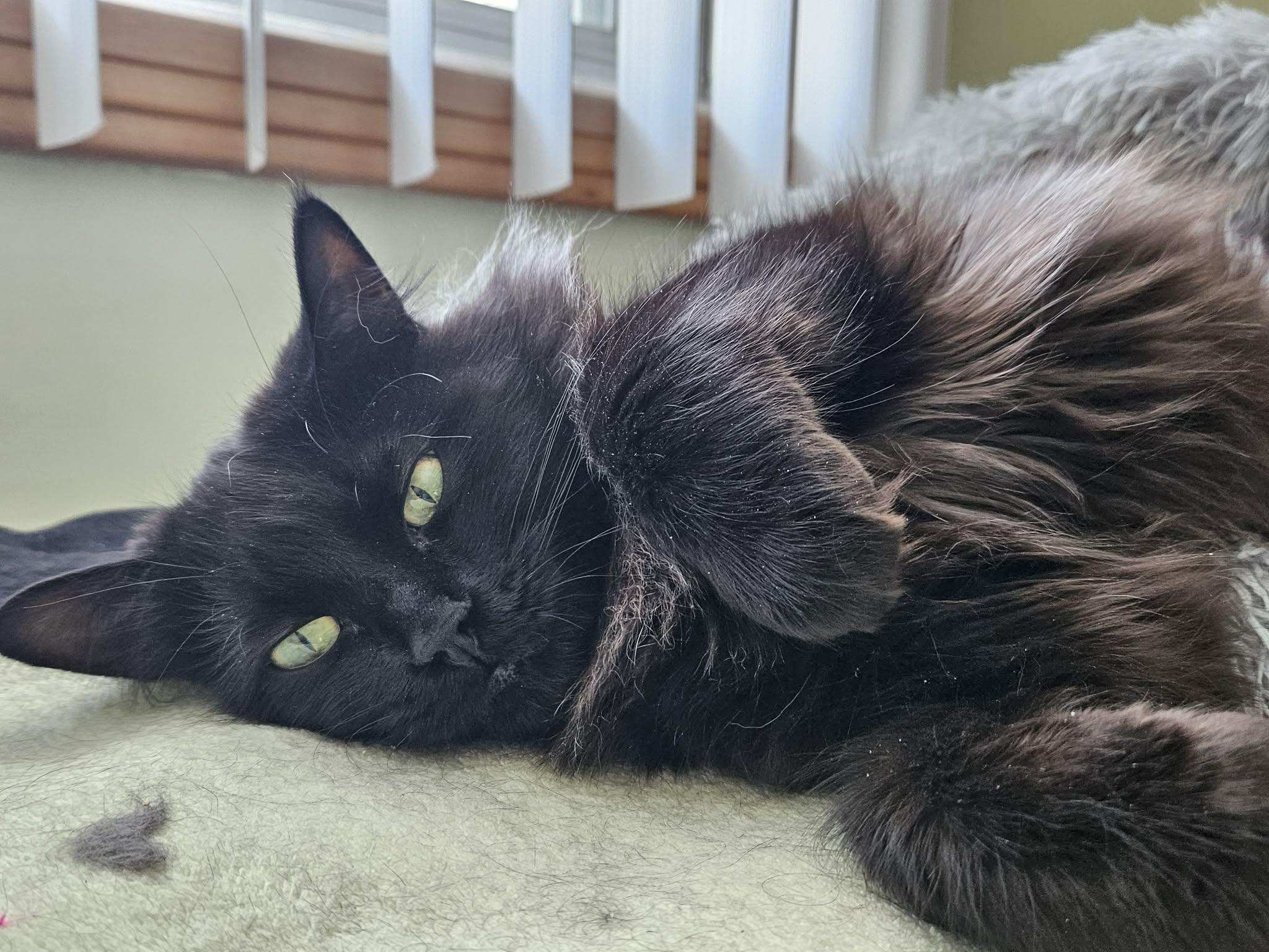 Nera, a Adoptable Domestic Long Hair in Terrebonne, QC image 1/6