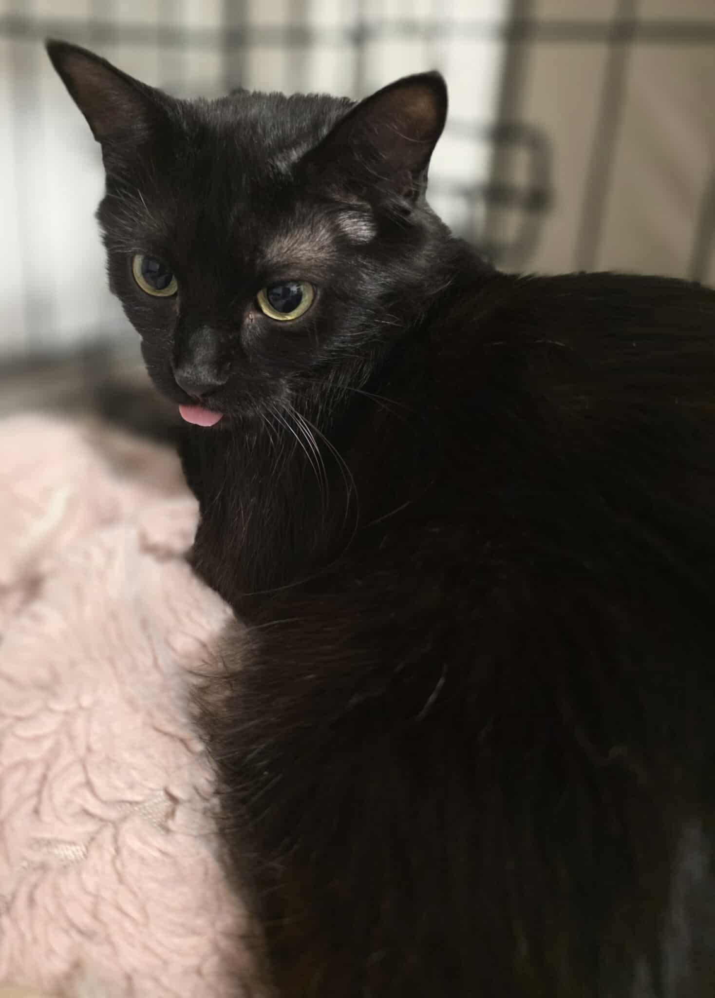 Enlarge Nera, a Adoptable Domestic Long Hair in Terrebonne, QC image 6/6