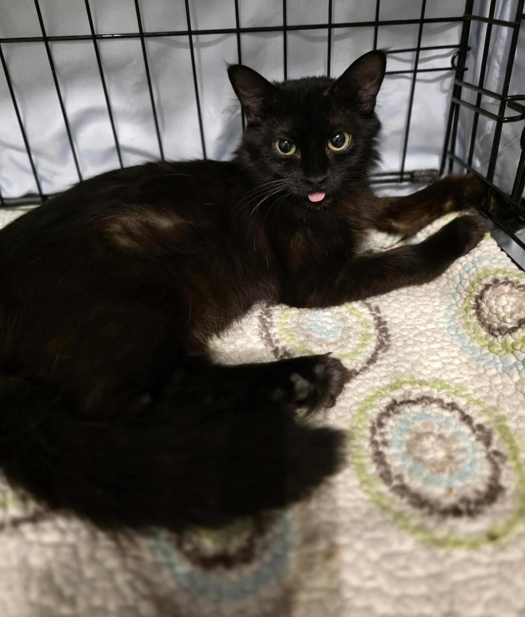 Enlarge Nera, a Adoptable Domestic Long Hair in Terrebonne, QC image 3/6