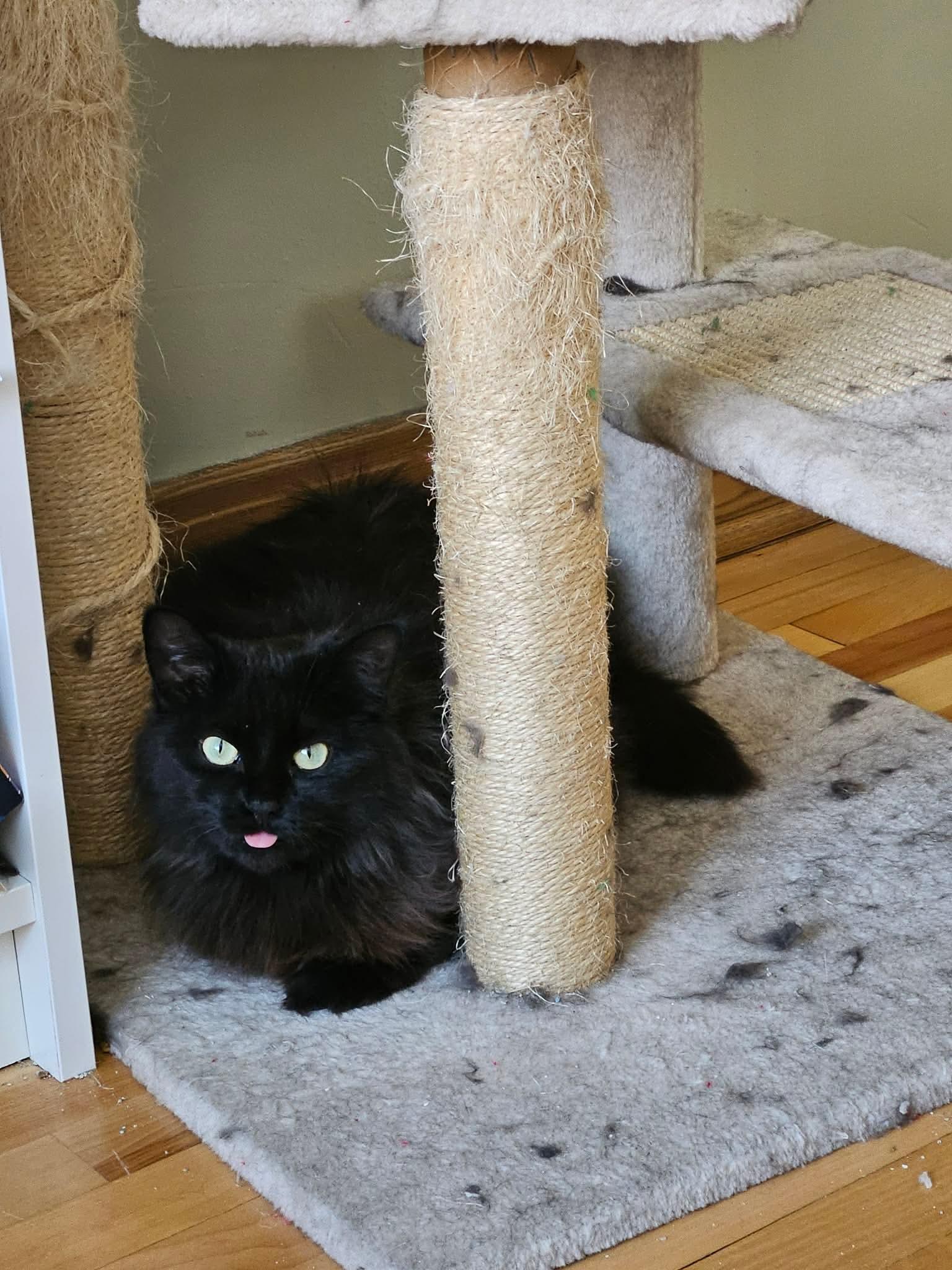 Enlarge Nera, a Adoptable Domestic Long Hair in Terrebonne, QC image 6/6