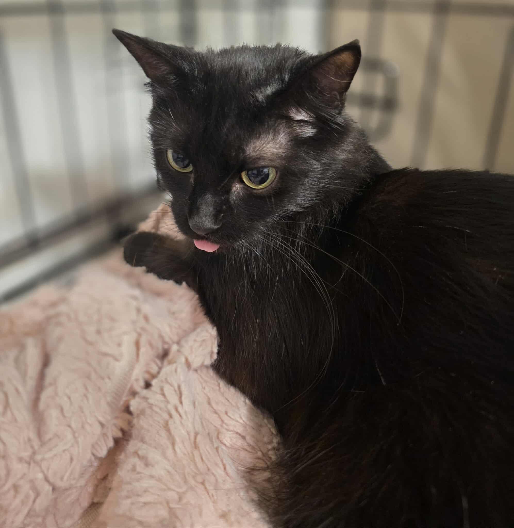 Enlarge Nera, a Adoptable Domestic Long Hair in Terrebonne, QC image 4/6