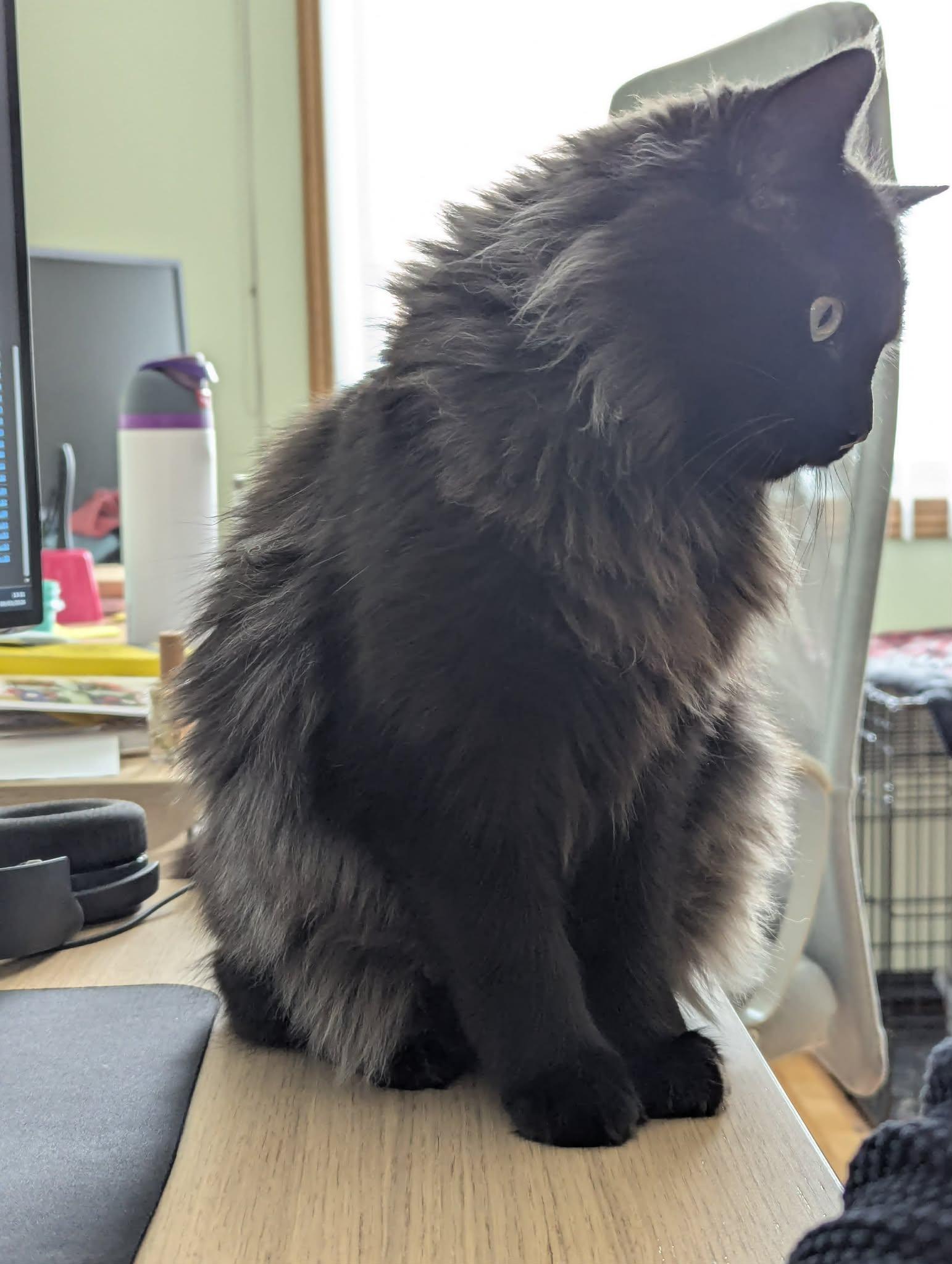 Enlarge Nera, a Adoptable Domestic Long Hair in Terrebonne, QC image 5/6