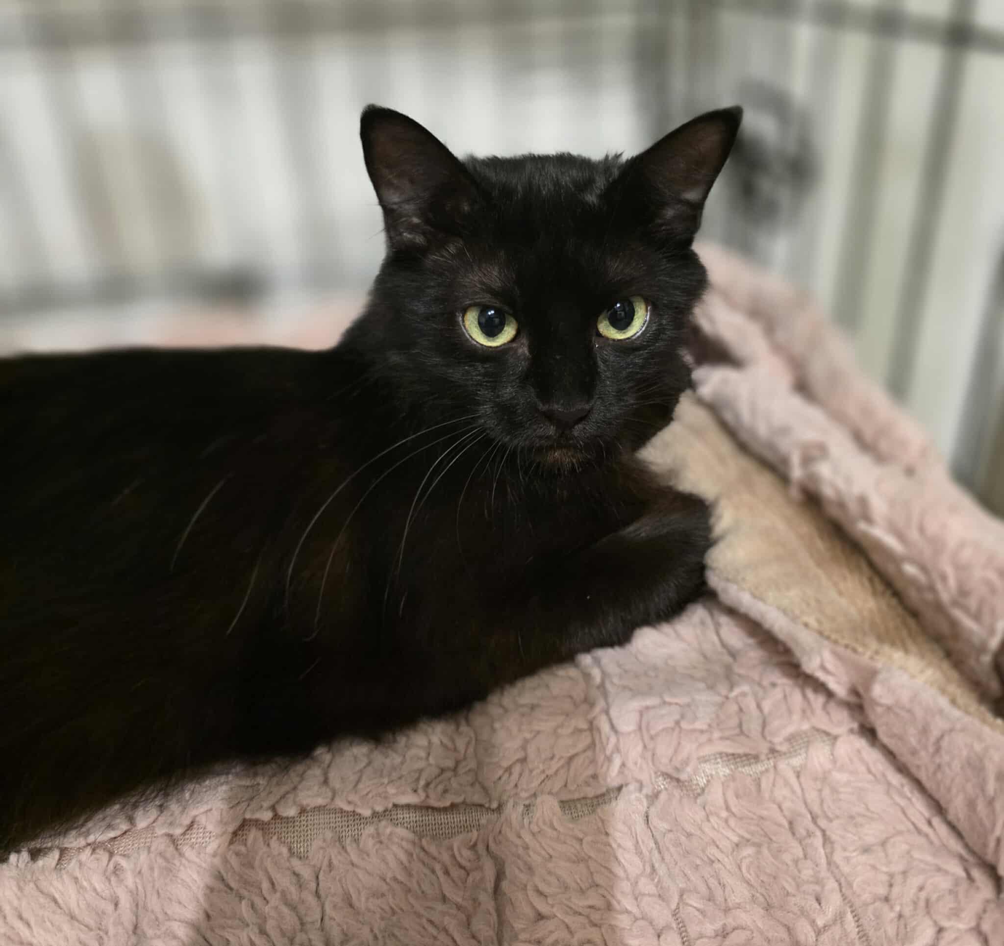 Enlarge Nera, a Adoptable Domestic Long Hair in Terrebonne, QC image 1/6