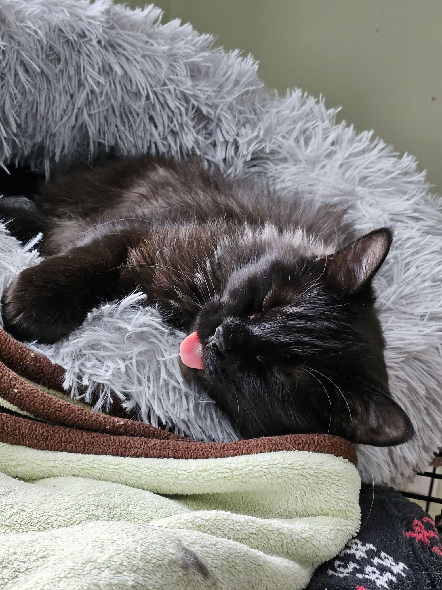 Nera, a Adoptable Domestic Long Hair in Terrebonne, QC image 4/6