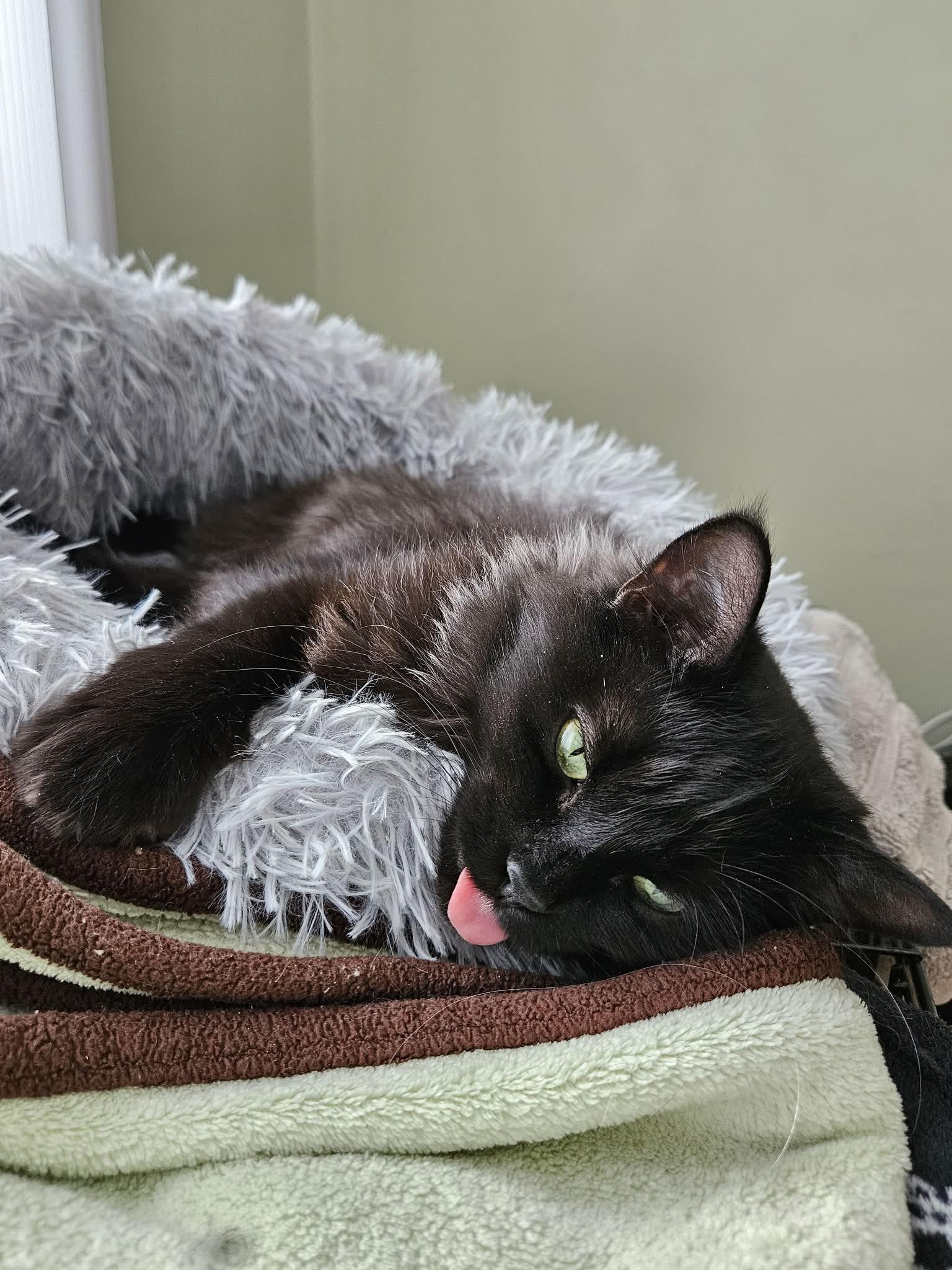 Nera, a Adoptable Domestic Long Hair in Terrebonne, QC image 2/6