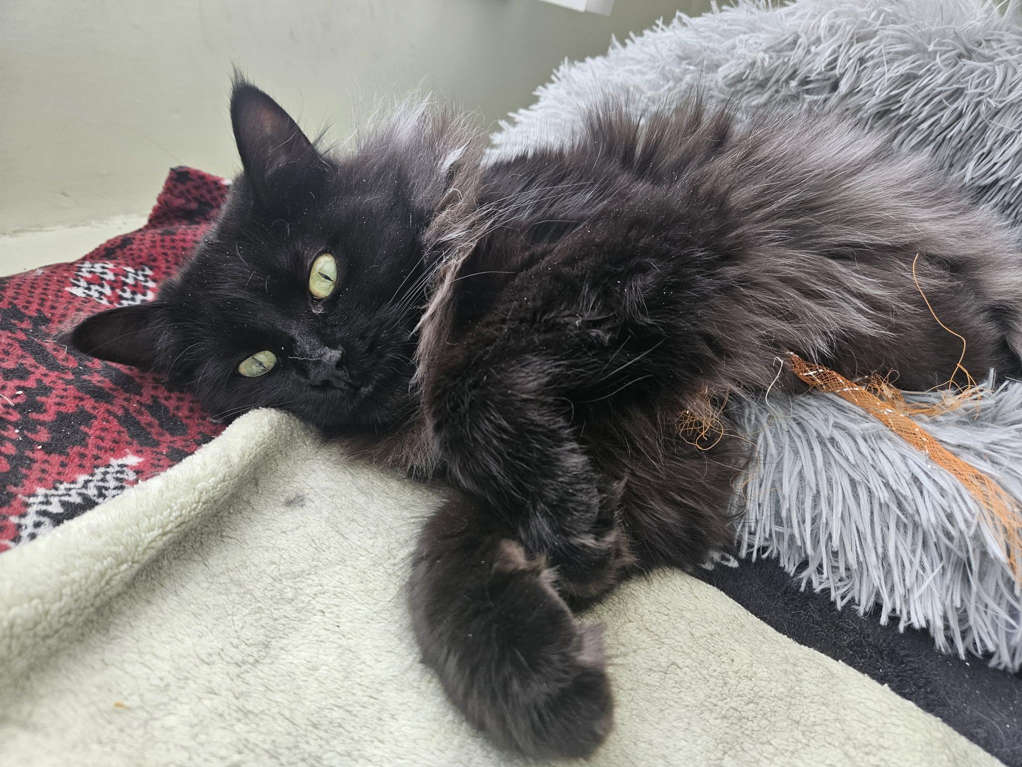 Nera, Adoptable, Young Female Domestic Long Hair.