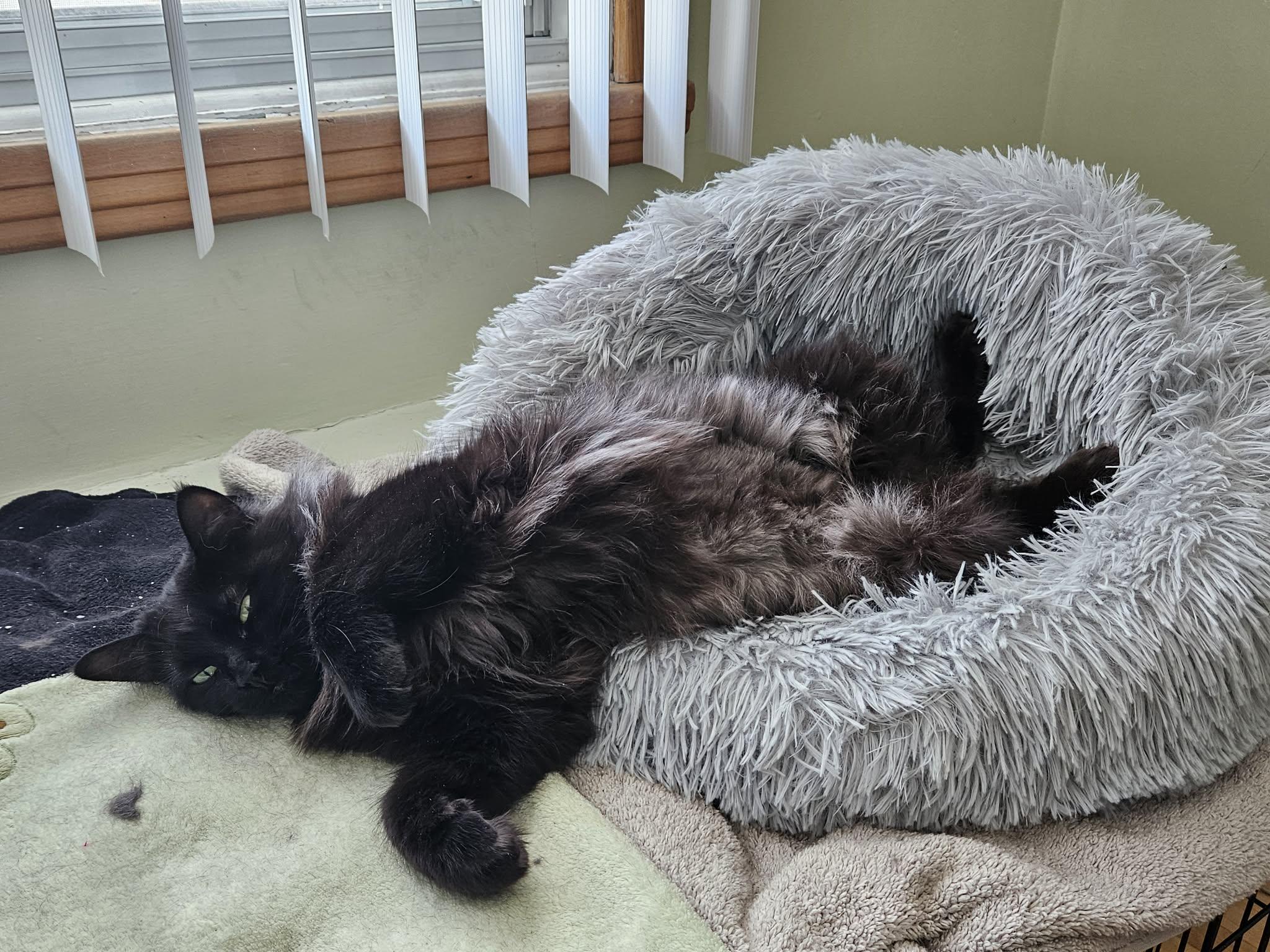 Nera, a Adoptable Domestic Long Hair in Terrebonne, QC image 6/6