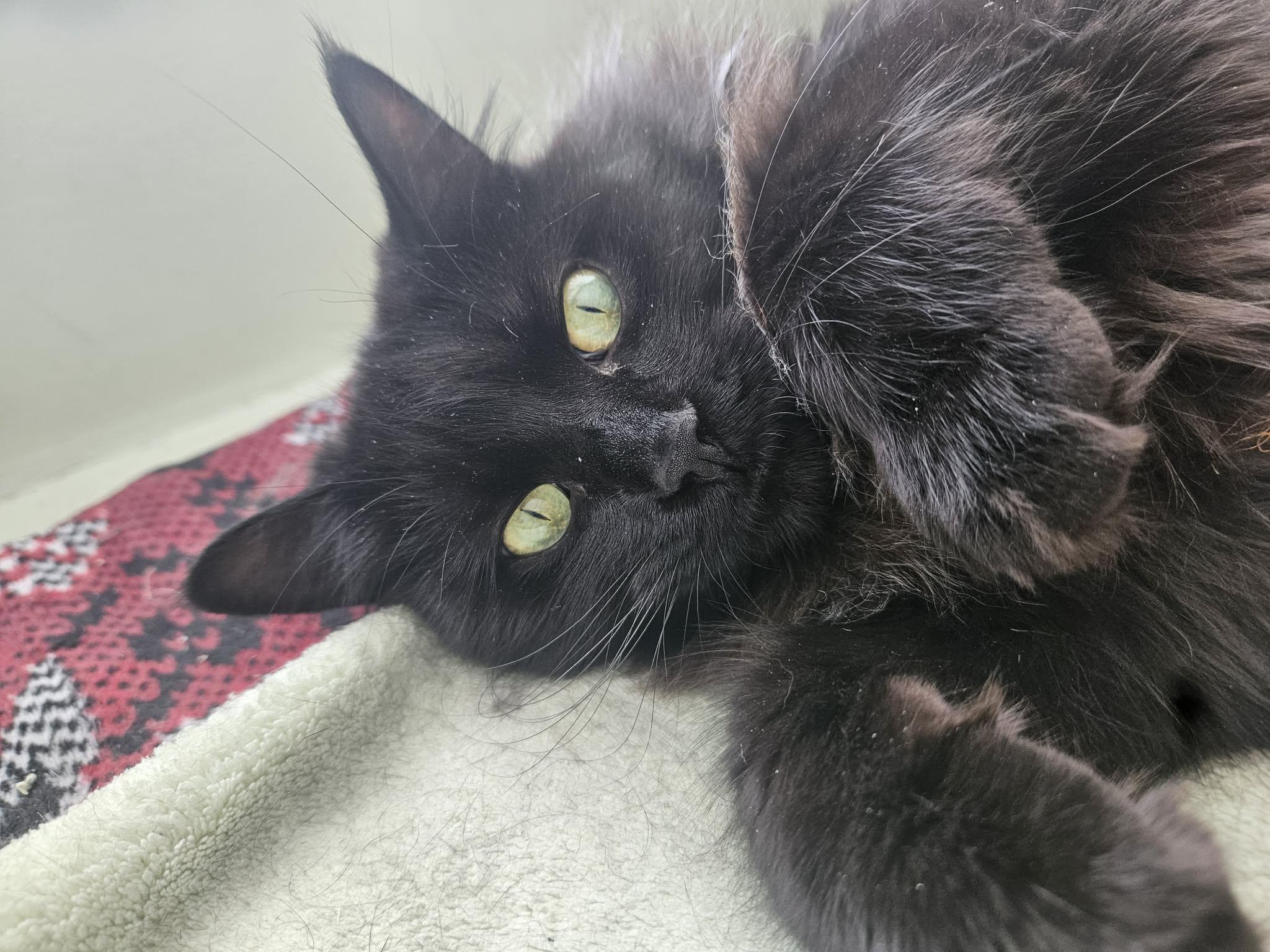 Enlarge Nera, a Adoptable Domestic Long Hair in Terrebonne, QC image 4/6