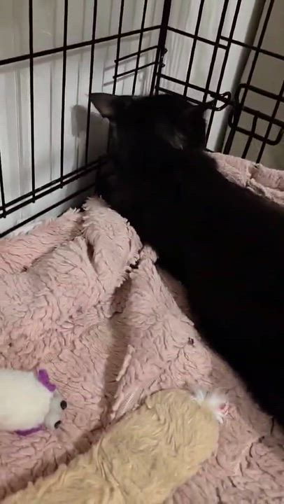 Enlarge Nera, a Adoptable Domestic Long Hair in Terrebonne, QC video 5/6