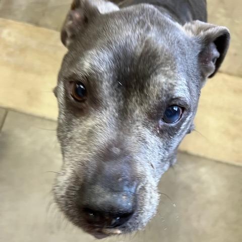 Uncle Fester, Adoptable, Senior Male Boxer & Mixed Breed.