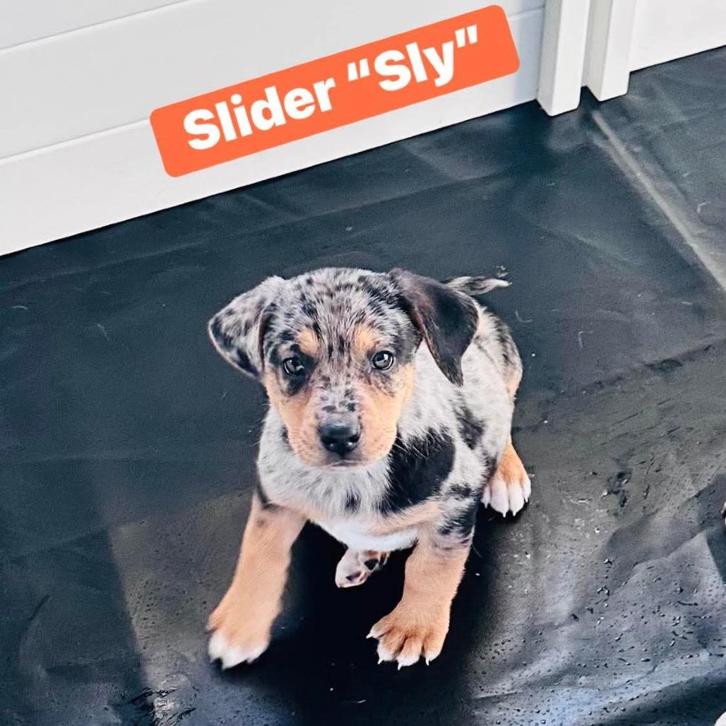 Enlarge Slider (White Castle), a Adoptable mixed breed in St. Charles, MO image 1/1