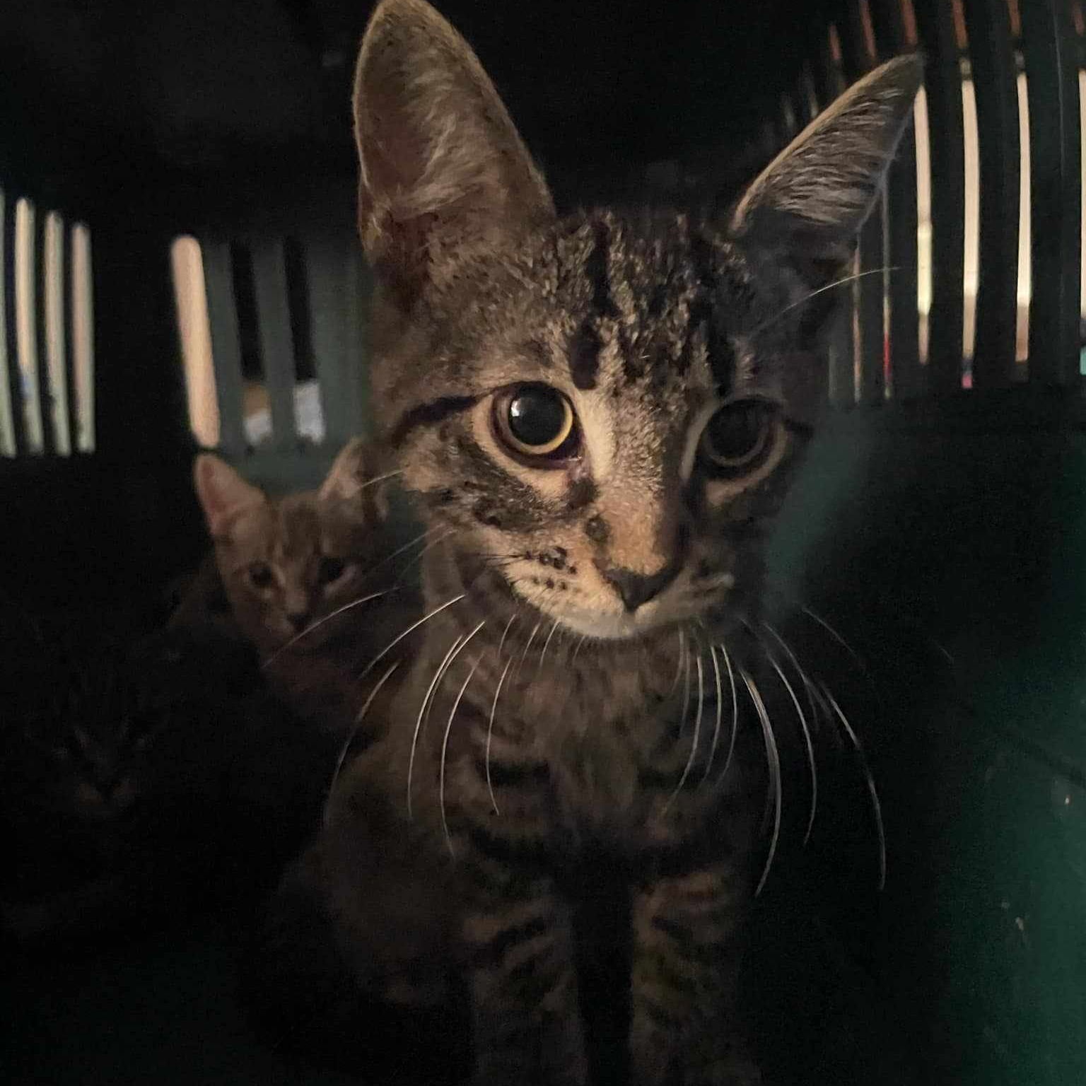 Cat for adoption Twinkie, a Domestic Short Hair in Belchertown, MA