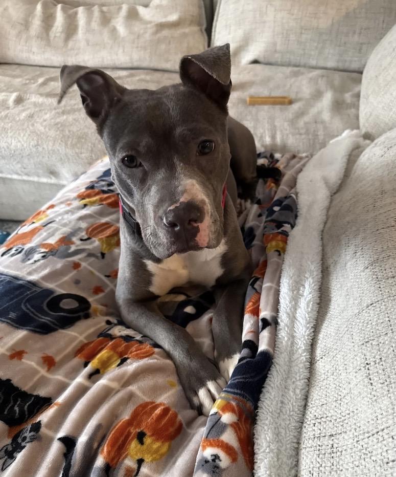 Lady Love, an adopted Pit Bull Terrier in Philadelphia, PA image 1/3