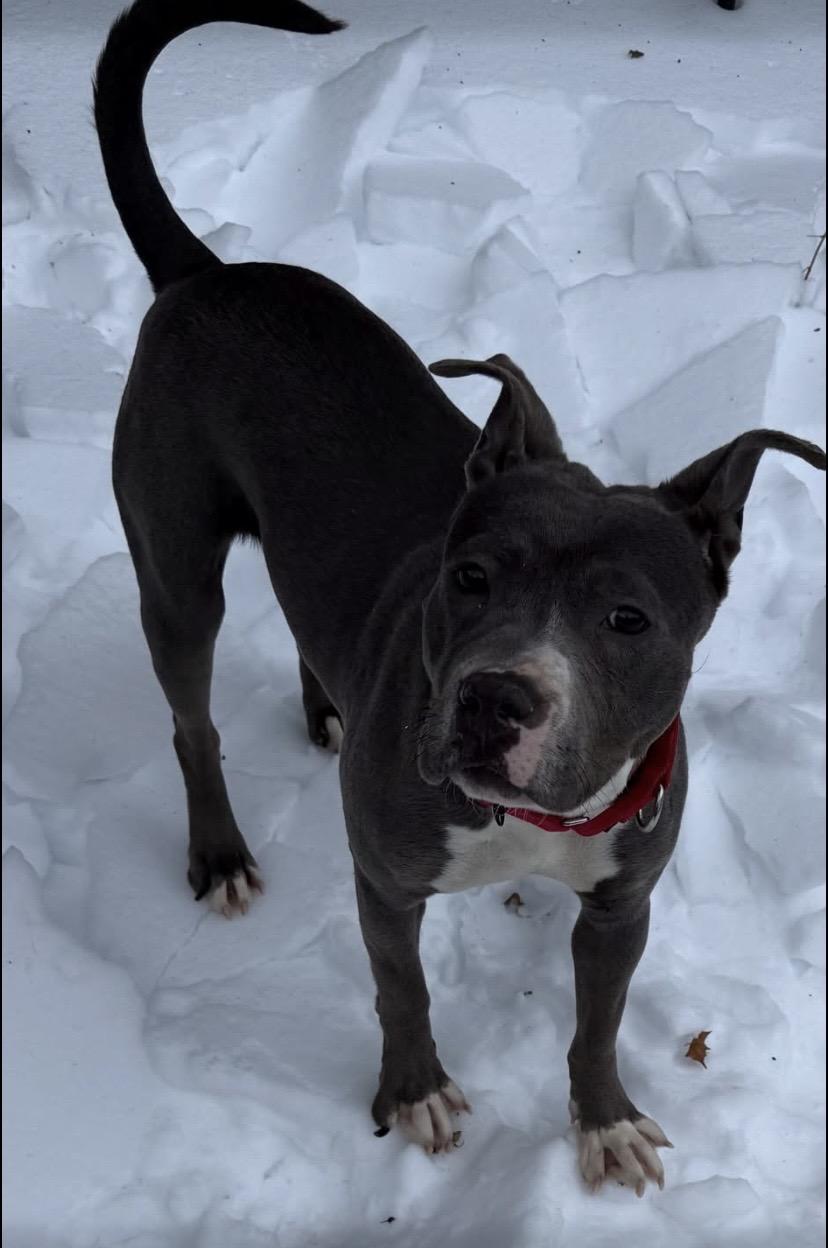 Lady Love, an adopted Pit Bull Terrier in Philadelphia, PA image 2/3