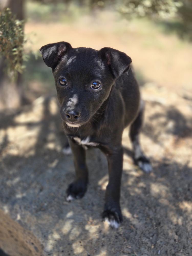 Lilo, a Adoptable mixed breed in Bend, OR image 3/5