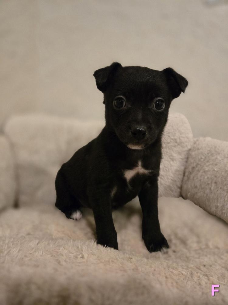 Enlarge Lilo, a Adoptable mixed breed in Bend, OR image 3/4