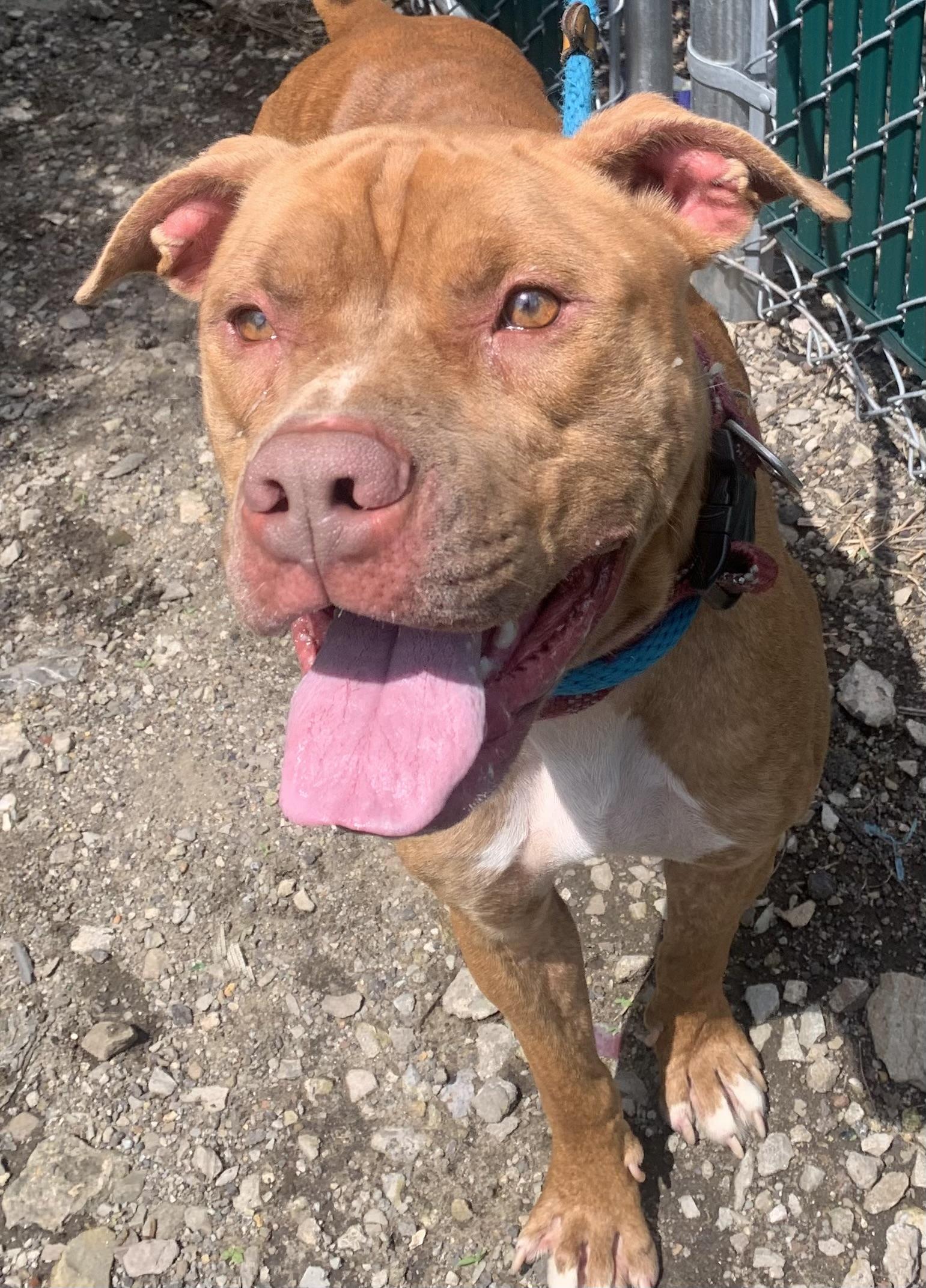Oscar, Adult Male Pit Bull Terrier