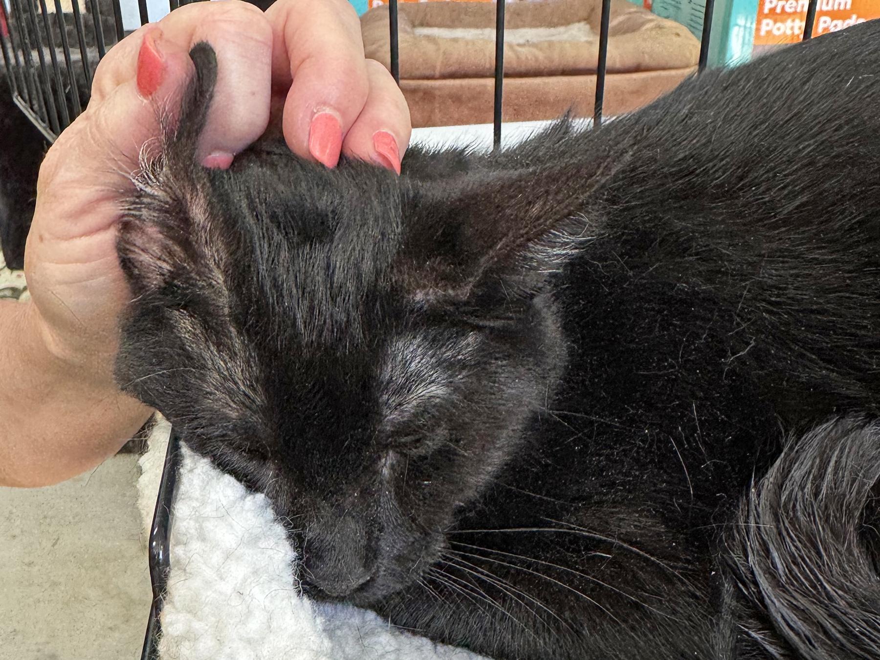 Enlarge Simba, a Adoptable Domestic Short Hair in Harrisburg, PA image 5/5