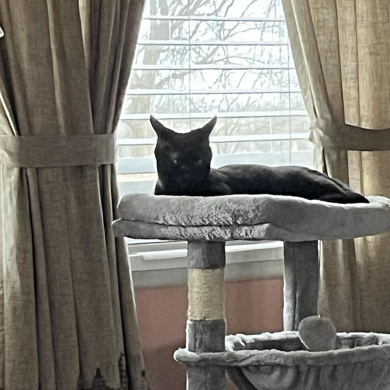 Enlarge Simba, a Adoptable Domestic Short Hair in Harrisburg, PA image 4/5