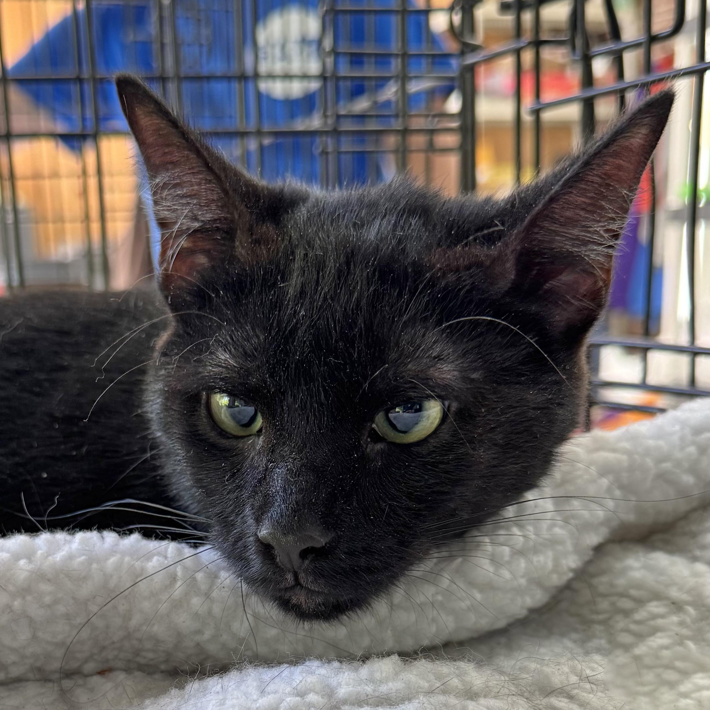 Simba, Baby Male Domestic Short Hair