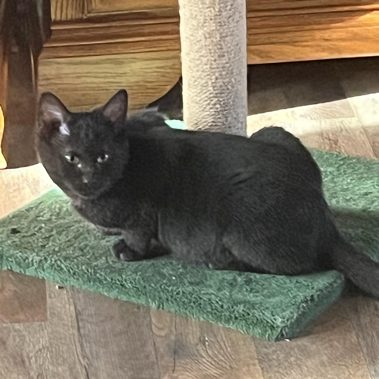 Enlarge Simba, a Adoptable Domestic Short Hair in Harrisburg, PA image 3/5