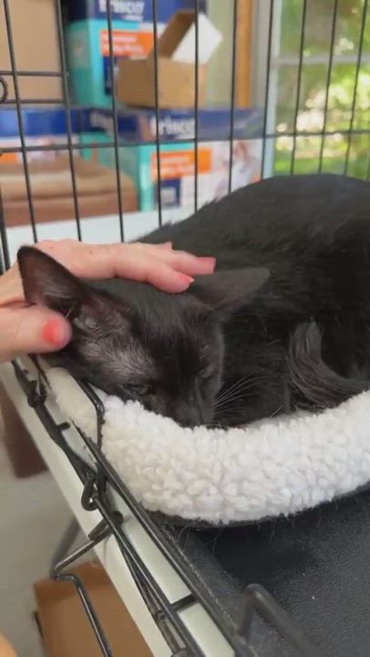 Enlarge Simba, a Adoptable Domestic Short Hair in Harrisburg, PA video 2/5