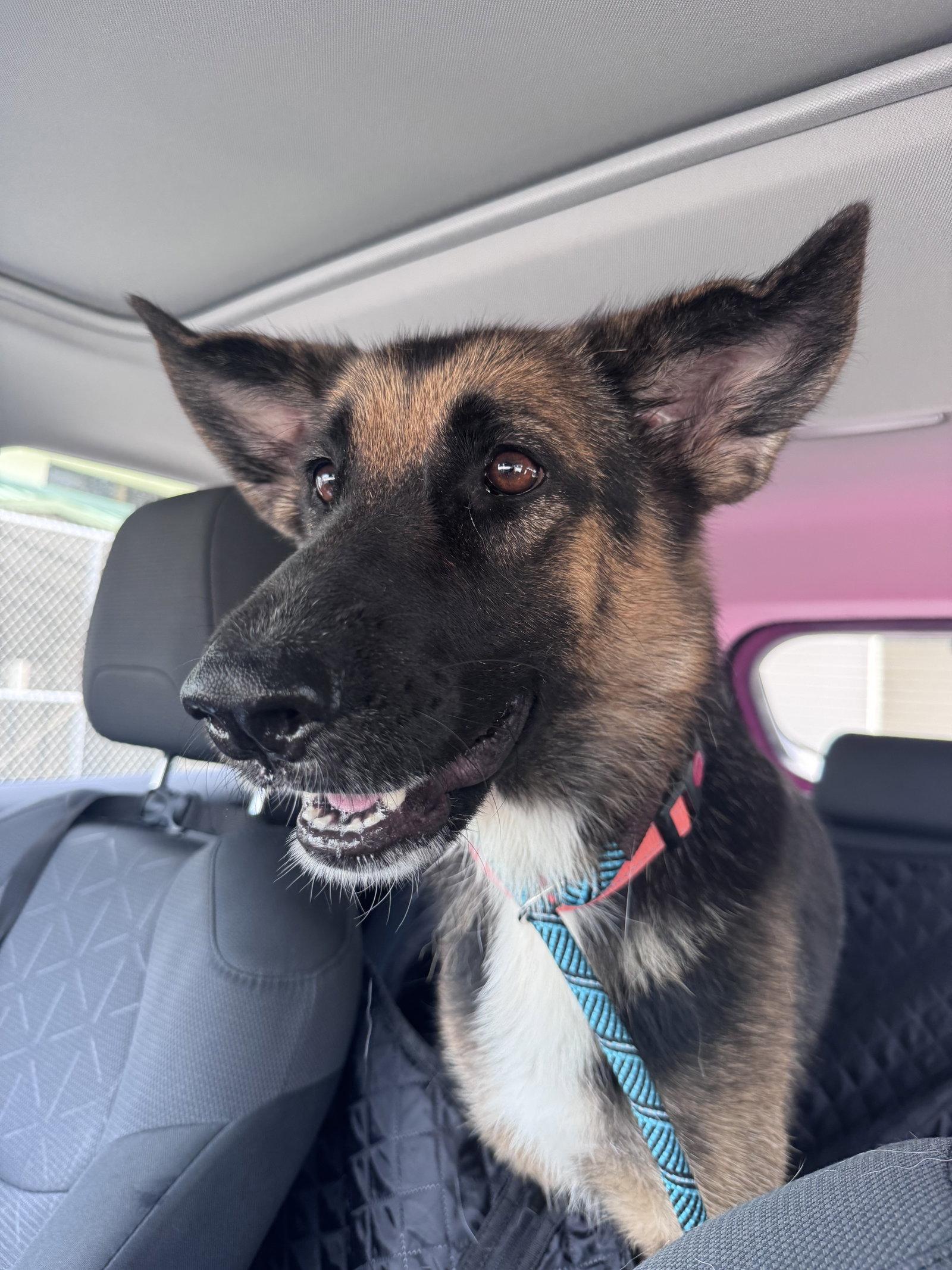 Bonny 3173, Adoptable, Adult Female German Shepherd Dog.