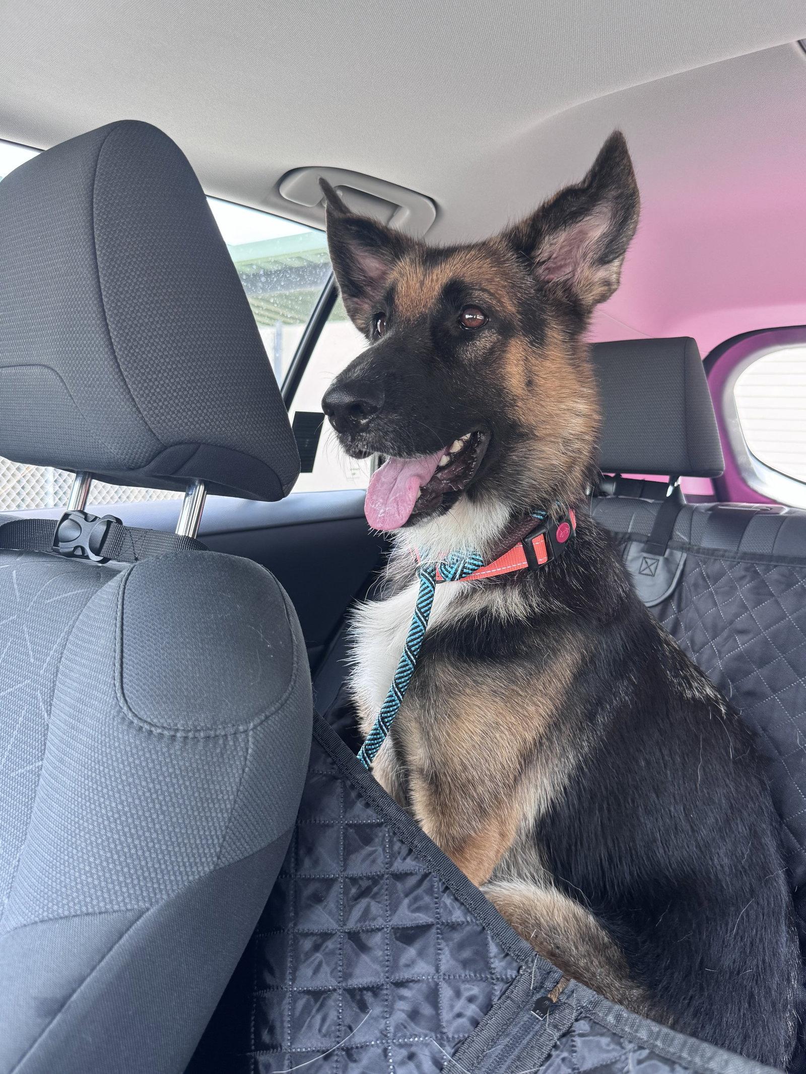 Bonny 3173, a Adoptable German Shepherd Dog in Pompano Beach, FL image 2/3