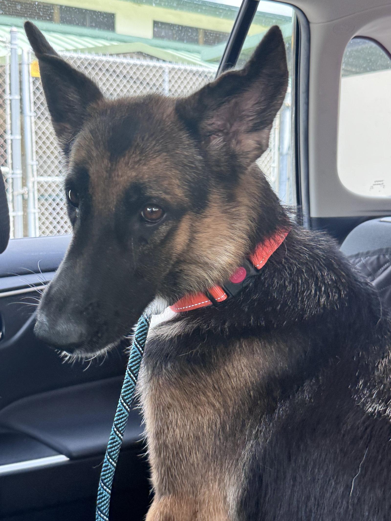 Bonny 3173, a Adoptable German Shepherd Dog in Pompano Beach, FL image 3/3
