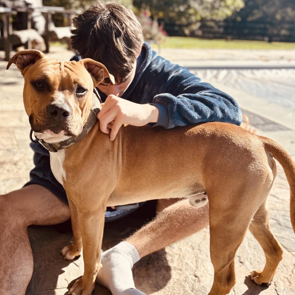 Enlarge Rocky, a Adoptable mixed breed in Potomac, MD image 2/6