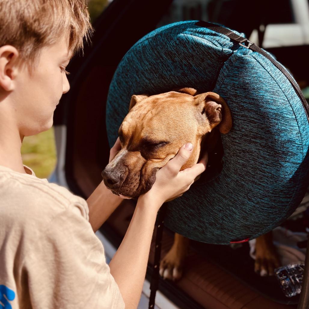Enlarge Rocky, a Adoptable mixed breed in Potomac, MD image 3/6