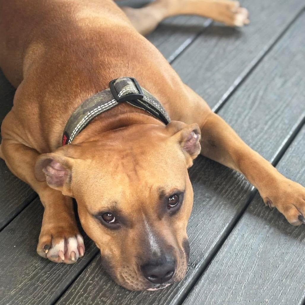 Enlarge Rocky, a Adoptable American Staffordshire Terrier in Potomac, MD image 3/6