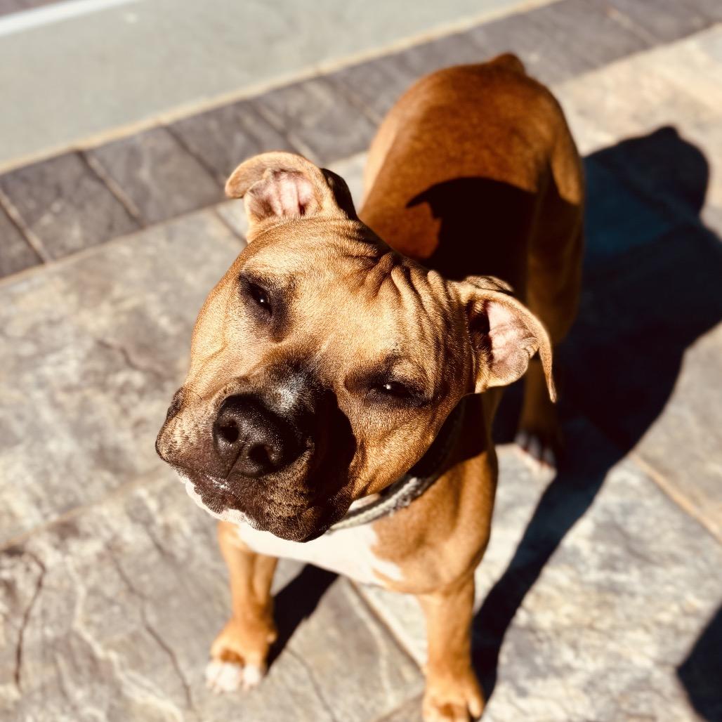 Enlarge Rocky, a Adoptable mixed breed in Potomac, MD image 3/6