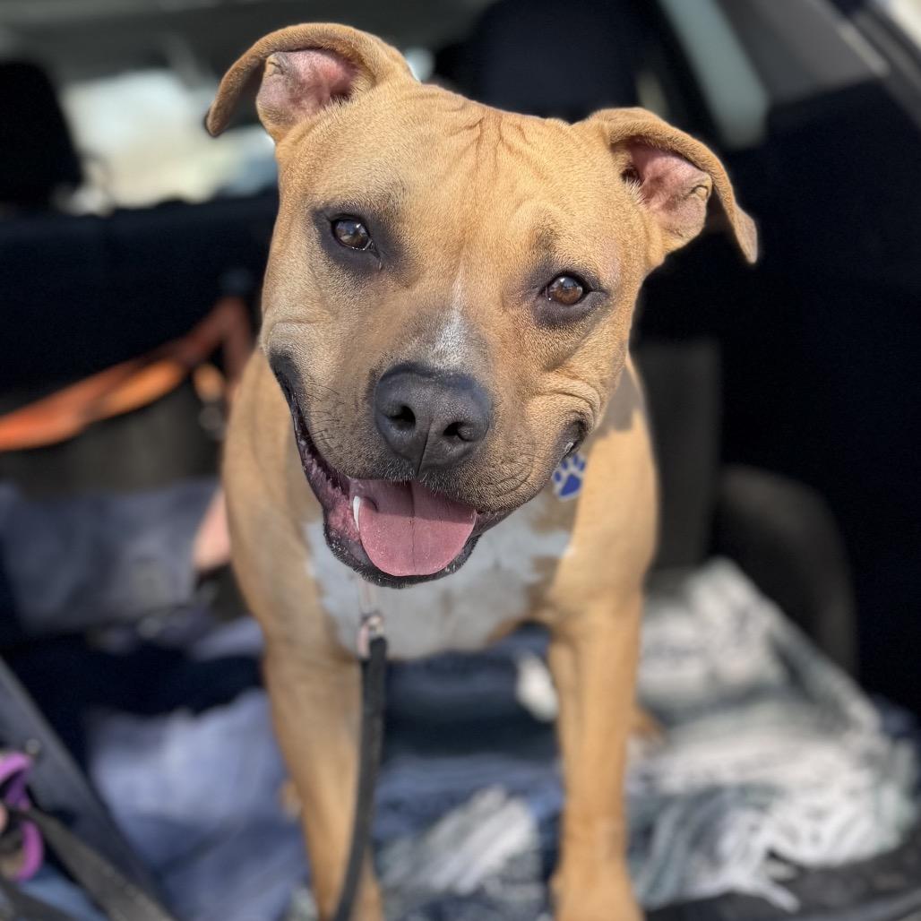 Enlarge Rocky, a Adoptable mixed breed in Potomac, MD image 4/6