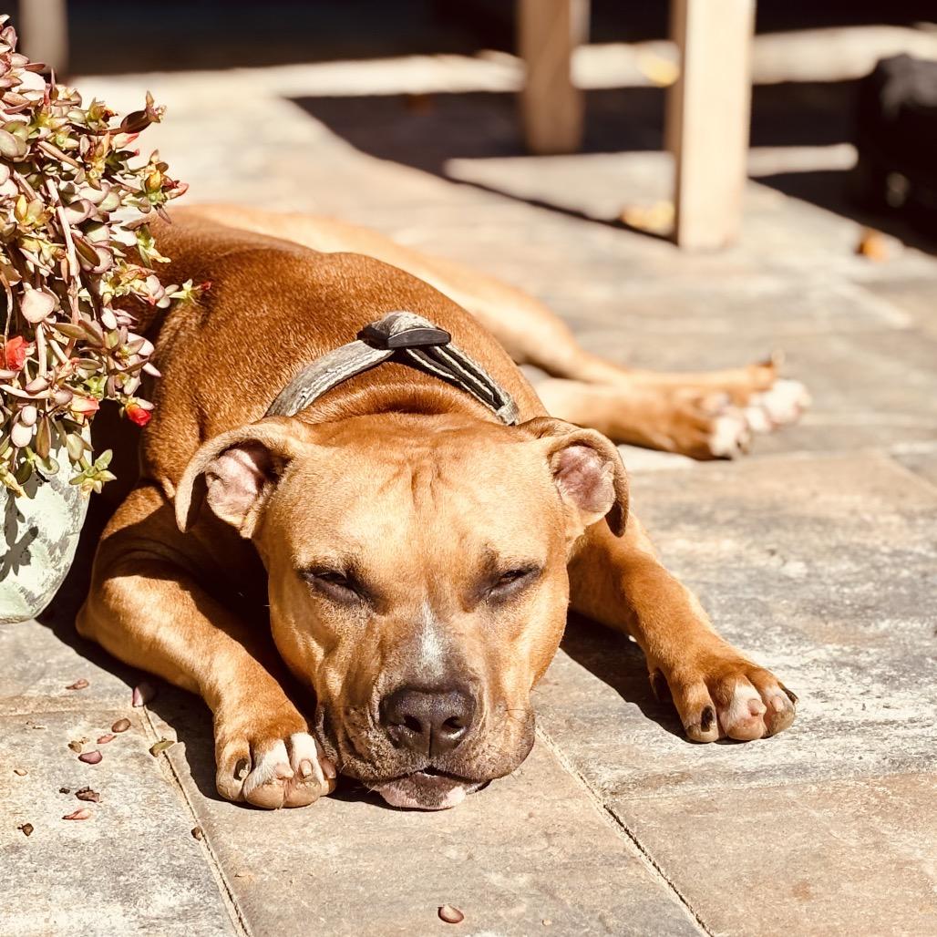 Enlarge Rocky, a Adoptable mixed breed in Potomac, MD image 4/6