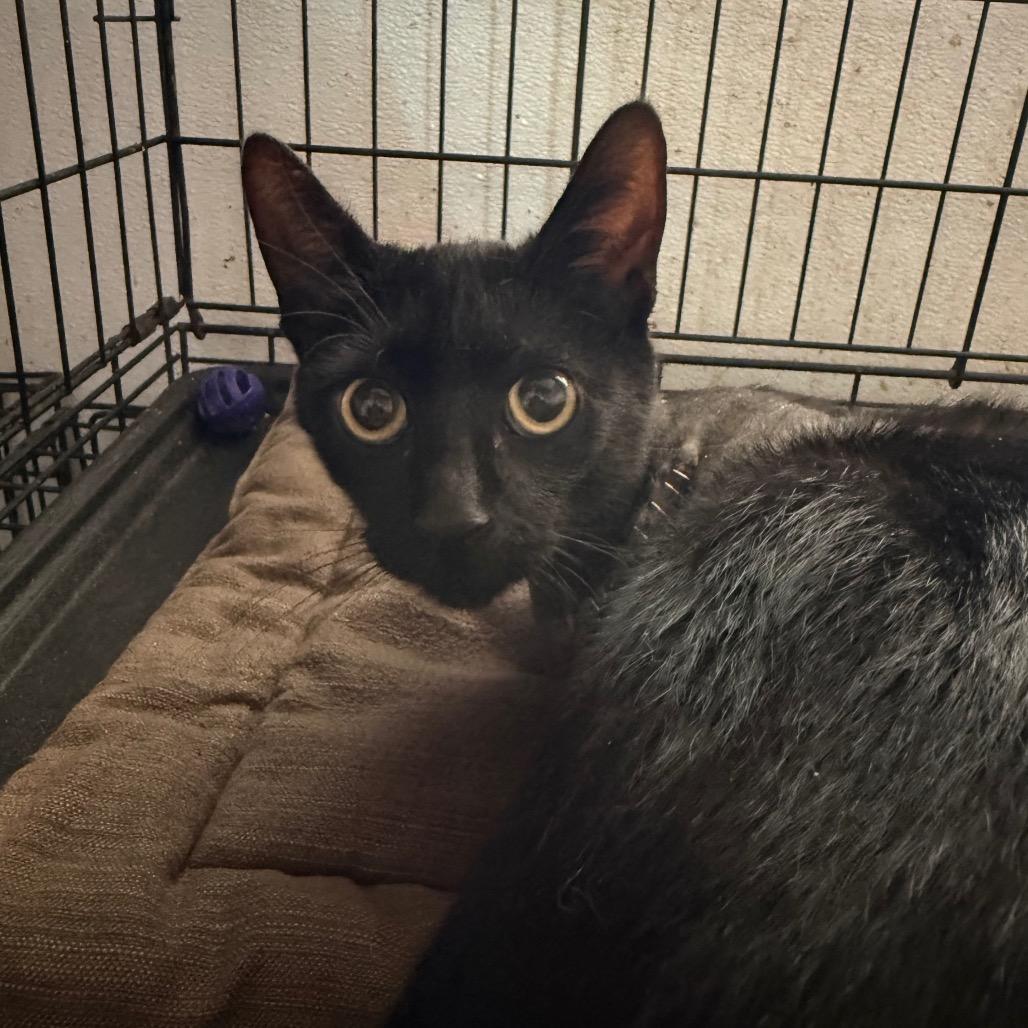 Enlarge Salem, a Adoptable Domestic Short Hair in Yucaipa, CA image 1/1