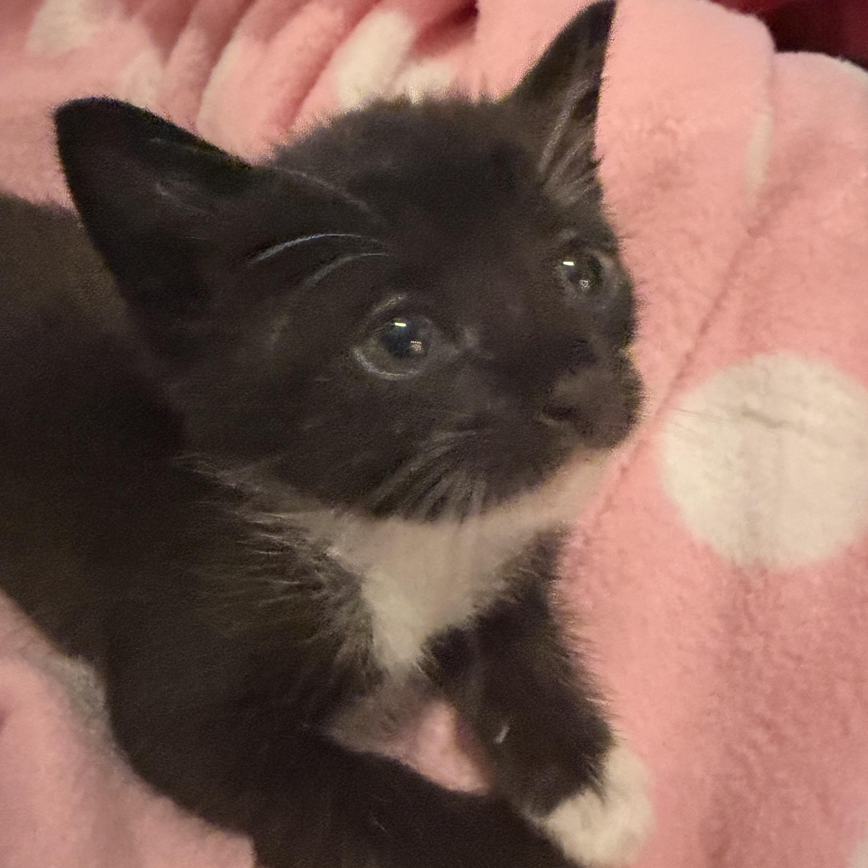Hemi, Adoptable, Kitten Male Domestic Short Hair.