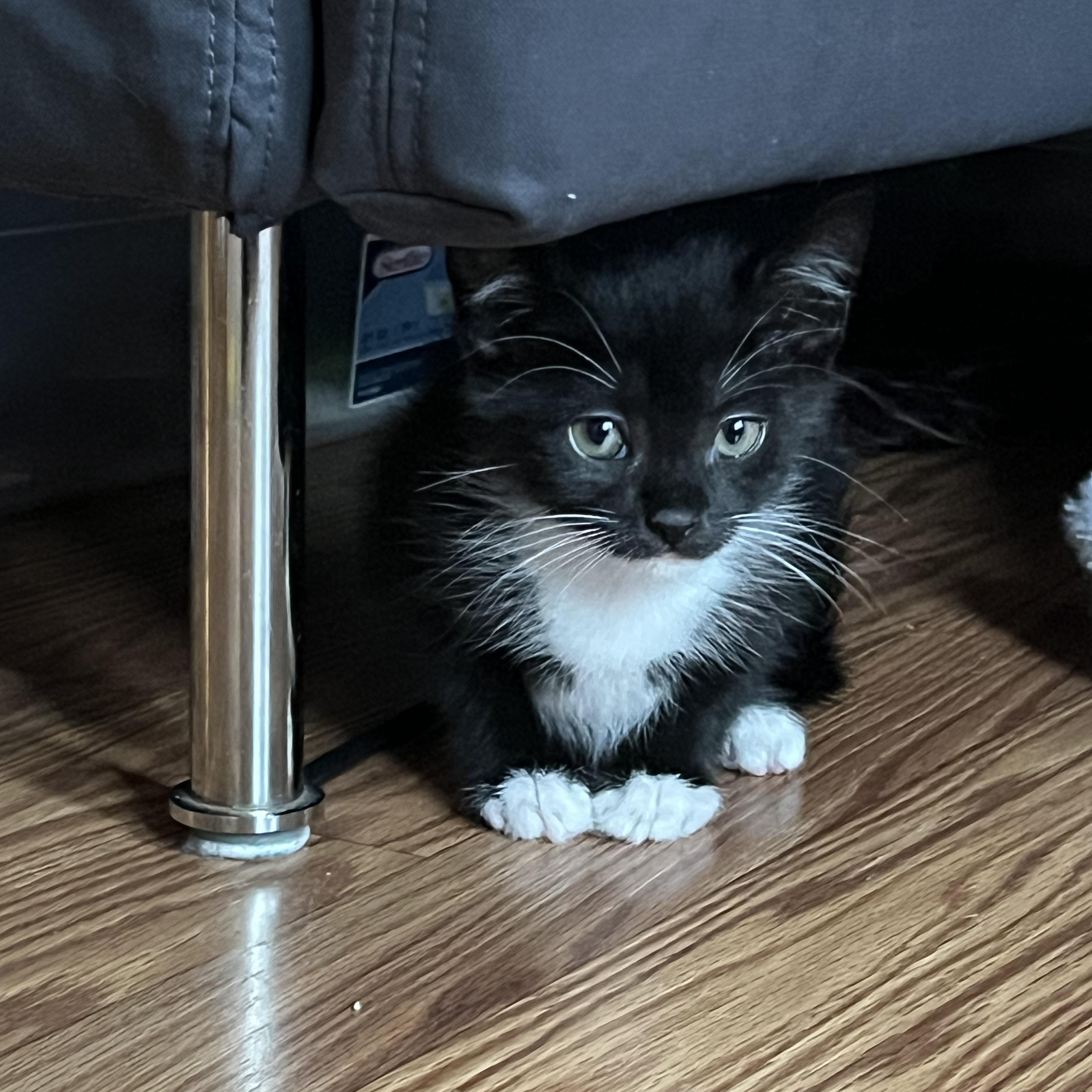 Mungojerrie, Adoptable, Kitten Male Domestic Short Hair.