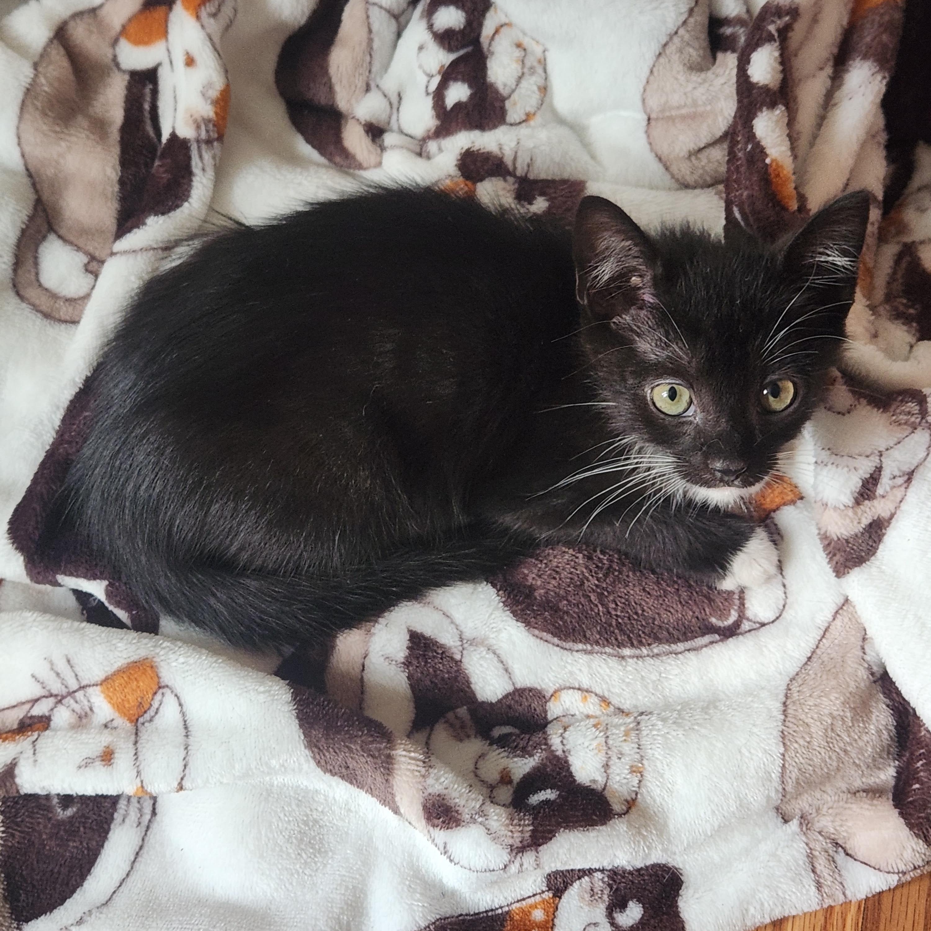 Enlarge Mungojerrie, a Adoptable Domestic Short Hair in Bordentown, NJ image 2/4