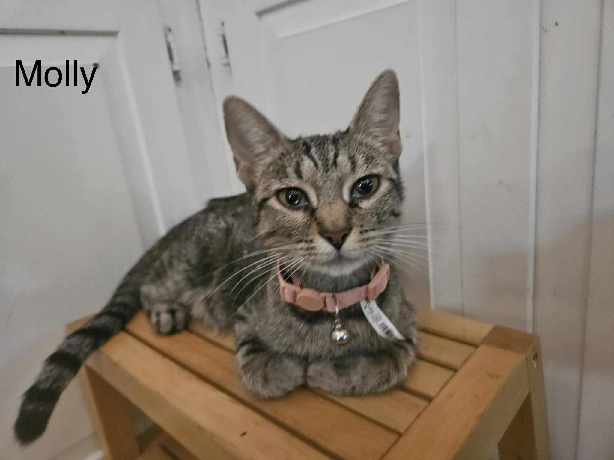 Molly