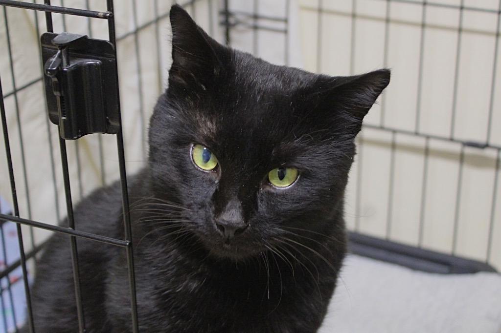 Charcoal, a Adoptable mixed breed in Fall River, MA image 1/5