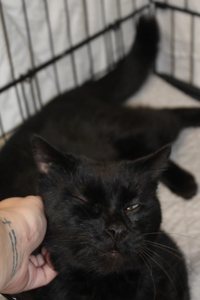 Charcoal, a Adoptable mixed breed in Fall River, MA image 2/5