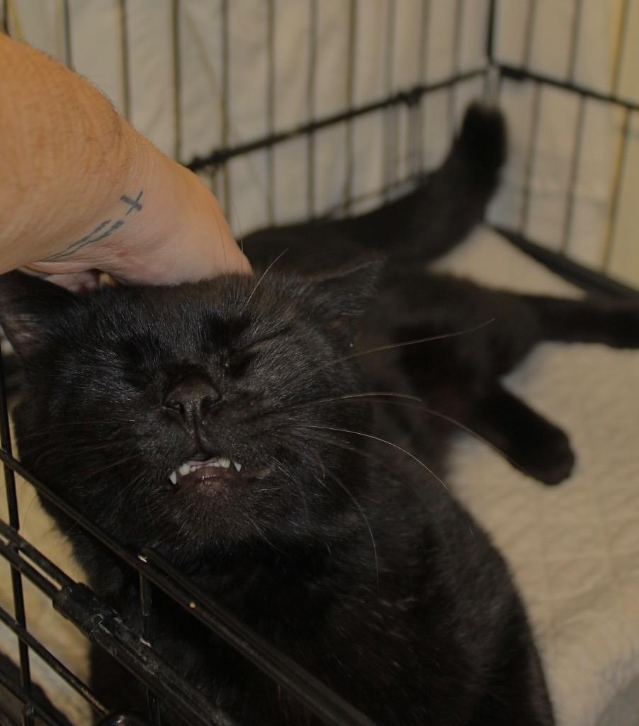 Charcoal, a Adoptable mixed breed in Fall River, MA image 3/5