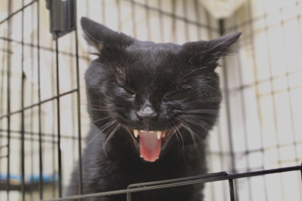 Charcoal, a Adoptable mixed breed in Fall River, MA image 5/5