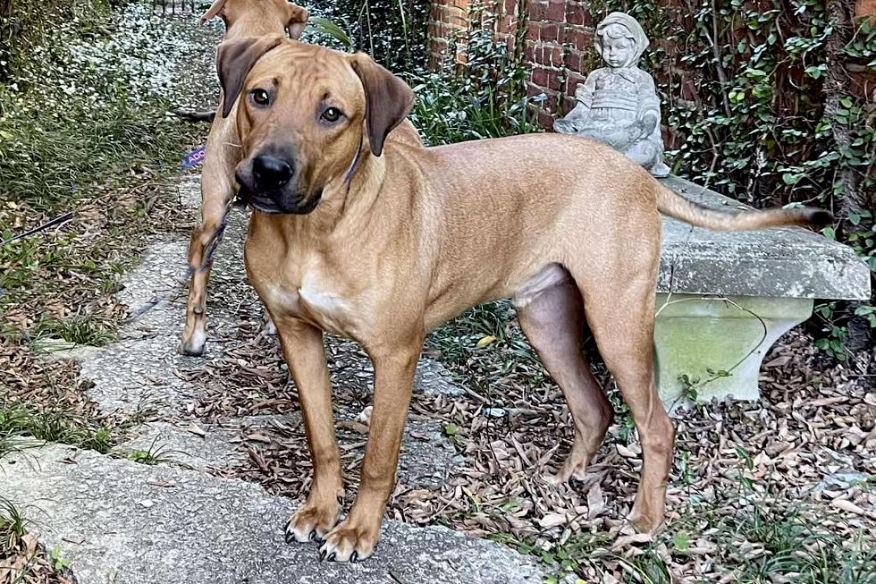 Bennie, Adoptable, Adult Male Hound & Mixed Breed.