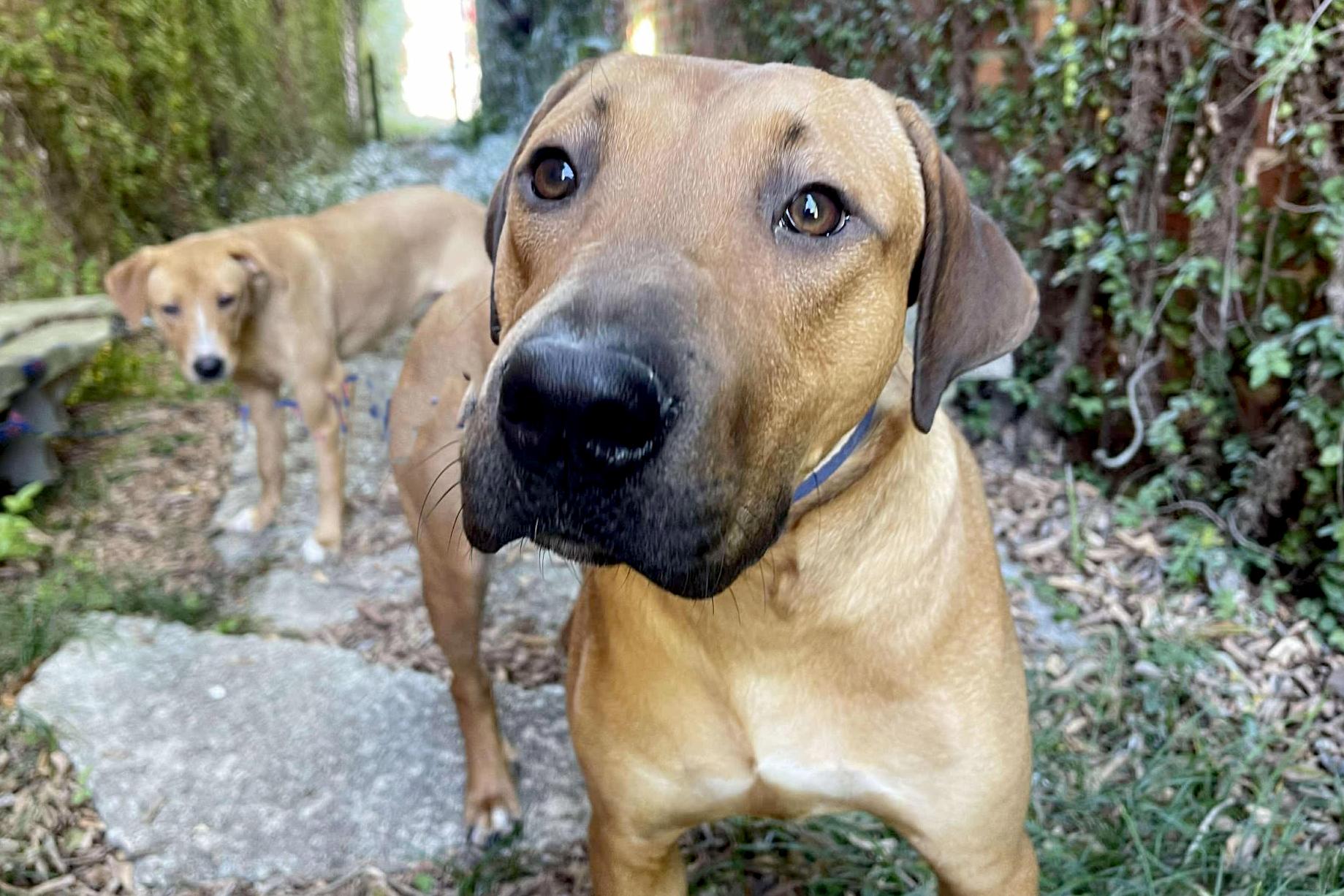 Bennie, a Adoptable mixed breed in Elloree, SC image 3/4