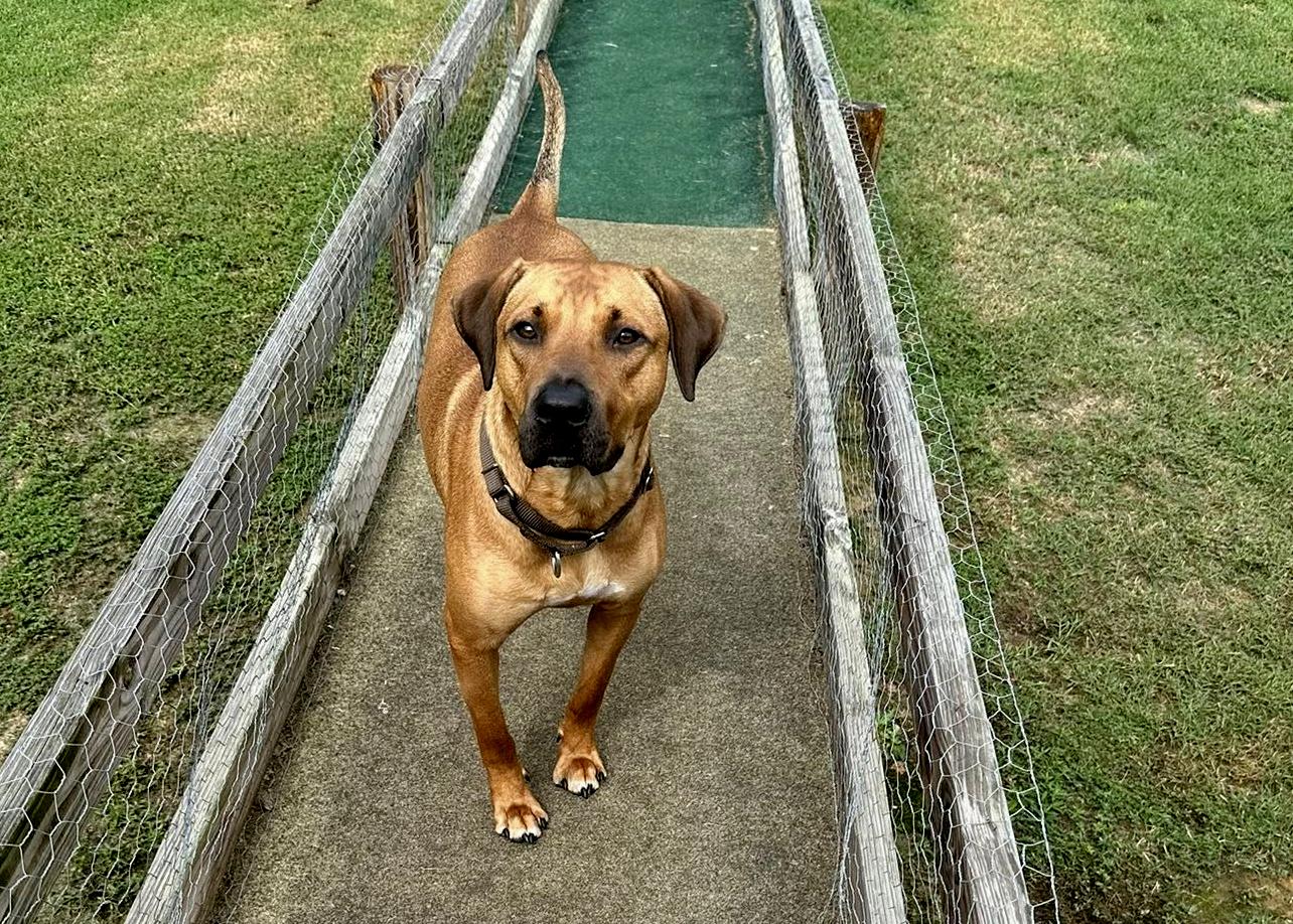 Bennie, Adoptable, Adult Male Hound & Mixed Breed.