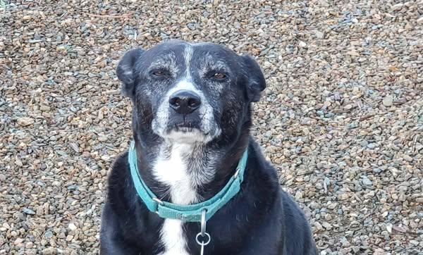 Marge, Adoptable, Senior Female Labrador Retriever.