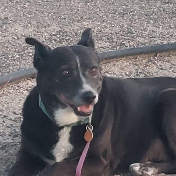 Marge, Adoptable, Senior Female Labrador Retriever.