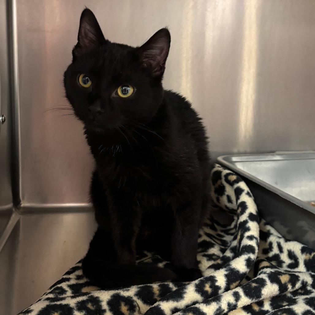 Willa, ADOPTABLE, Young Female Domestic Short Hair.